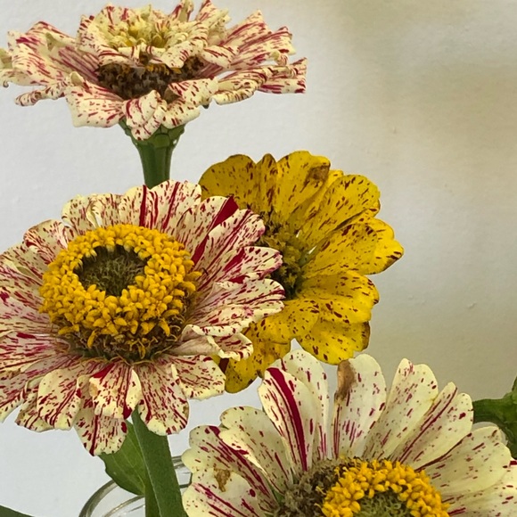 Meet your Posher, Brenna - Picture 1 of 5